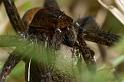 Dolomedes_plantarius_D5139_Z_85_Canal du Nivernais_Frankrijk